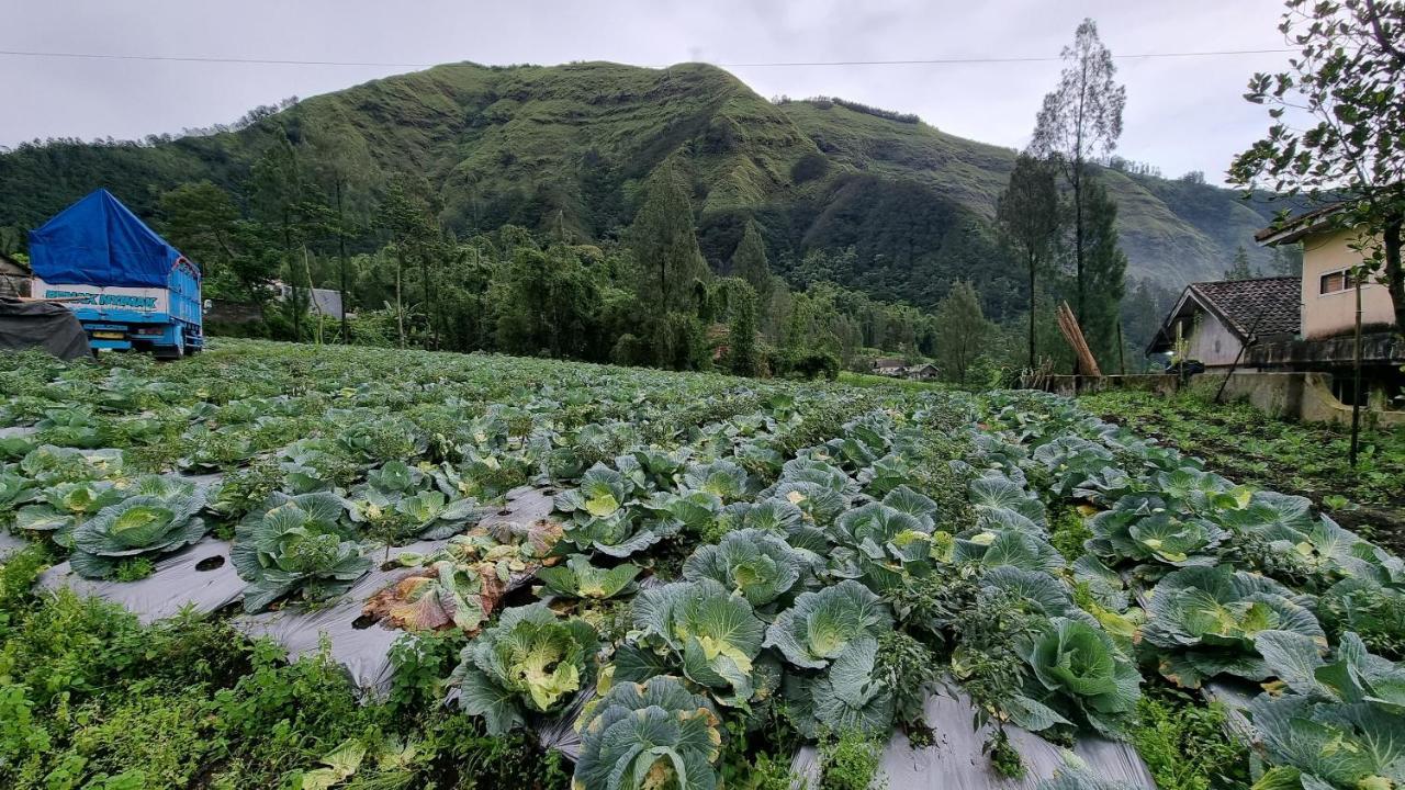 Arum Bromo Villas Ngadisari Eksteriør bilde