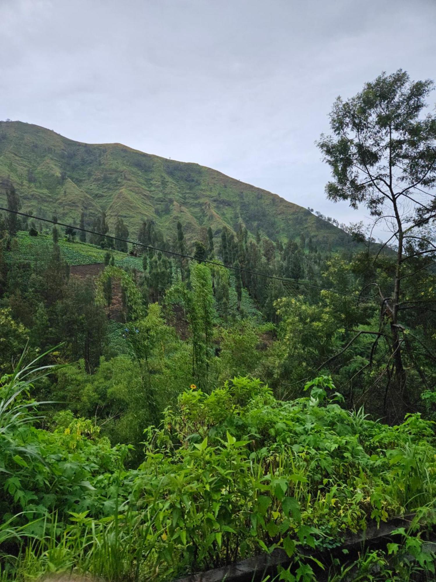 Arum Bromo Villas Ngadisari Eksteriør bilde